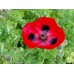 PAPAVER COMMUTATUM LADYBIRD / LADY BIRD POPPY SEEDS - 500 SEEDS PAPAVER COMMUTATUM LADYBIRD / LADY BIRD POPPY SEEDS - 500 SEEDS