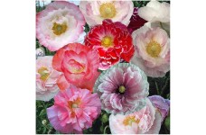 PAPAVER POPPY INDIAN DOUBLE SHIRLEY MIX SEEDS - MIXED COLOURS - 500 SEEDS PAPAVER POPPY INDIAN DOUBLE SHIRLEY MIX SEEDS - MIXED COLOURS - 500 SEEDS