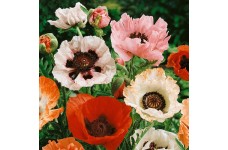 PAPAVER POPPY ORIENTAL HYBRID MIX SEEDS - MIXED COLOUR POPPIES - 250 SEEDS PAPAVER POPPY ORIENTAL HYBRID MIX SEEDS - MIXED COLOUR POPPIES - 250 SEEDS