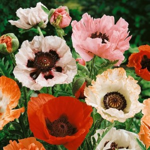 PAPAVER POPPY ORIENTAL HYBRID MIX SEEDS - MIXED COLOUR POPPIES - 250 SEEDS PAPAVER POPPY ORIENTAL HYBRID MIX SEEDS - MIXED COLOUR POPPIES - 250 SEEDS