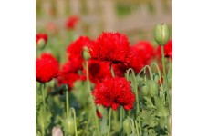 PAPAVER PAEONIFLORUM OASE POPPY - SCARLET RED OASE PEONY POPPY - 100 SEEDS PAPAVER PAEONIFLORUM OASE POPPY - SCARLET RED OASE PEONY POPPY - 100 SEEDS