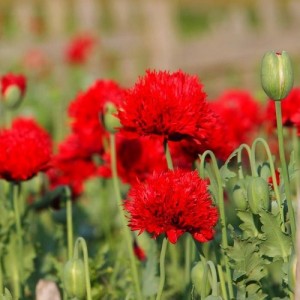 PAPAVER PAEONIFLORUM OASE POPPY - SCARLET RED OASE PEONY POPPY - 100 SEEDS PAPAVER PAEONIFLORUM OASE POPPY - SCARLET RED OASE PEONY POPPY - 100 SEEDS
