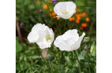 PAPAVER POPPY SISSINGHURST WHITE SEEDS - 150 SEEDS PAPAVER POPPY SISSINGHURST WHITE SEEDS - 150 SEEDS