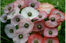 PAPAVER RHOEAS POPPY MOTHER OF PEARL SEEDS - MIXED COLOURS - 250 SEEDS PAPAVER RHOEAS POPPY MOTHER OF PEARL SEEDS - MIXED COLOURS - 250 SEEDS