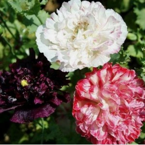 PAPAVER POPPY PAEONIFLURUM SEEDS - ANTIQUE SHADES DOUBLE PEONY POPPY SEEDS - 500 SEEDS 