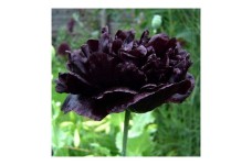 PAPAVER POPPY PAEONIFLORUM - BLACK PEONY POPPY - 250 SEEDS PAPAVER POPPY PAEONIFLORUM - BLACK PEONY POPPY - 250 SEEDS
