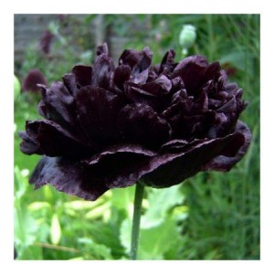 PAPAVER POPPY PAEONIFLORUM - BLACK PEONY POPPY - 250 SEEDS PAPAVER POPPY PAEONIFLORUM - BLACK PEONY POPPY - 250 SEEDS