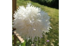 PAPAVER POPPY SWANSDOWN WHITE PEONY SEEDS - 250 SEEDS PAPAVER POPPY SWANSDOWN WHITE PEONY SEEDS - 250 SEEDS