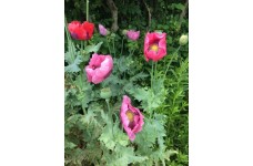 PAPAVER POPPY - MIXED COLOURS - TALL GROWING - 500 SEEDS PAPAVER POPPY - MIXED COLOURS - TALL GROWING - 500 SEEDS