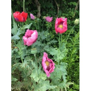 PAPAVER POPPY - MIXED COLOURS - TALL GROWING - 500 SEEDS PAPAVER POPPY - MIXED COLOURS - TALL GROWING - 500 SEEDS