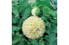 PAPAVER YELLOW PEONY POPPY - 250 SEEDS PAPAVER YELLOW PEONY POPPY - 250 SEEDS