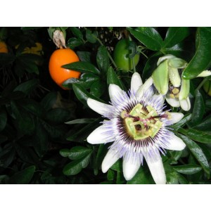 PASSIFLORA CLIMBING PLANT - PASSION FLOWER SEEDS - 25 SEEDS PASSIFLORA CLIMBING PLANT - PASSION FLOWER SEEDS - 25 SEEDS