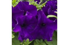 PETUNIA NANA COMPACTA ROYAL BLUE SEEDS - PURPLE / BLUE FLOWERS - 250 SEEDS PETUNIA NANA COMPACTA ROYAL BLUE SEEDS - PURPLE / BLUE FLOWERS - 250 SEEDS