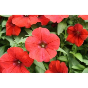 PETUNIA NANA COMPACTA SCARLET RED SEEDS - 250 SEEDS PETUNIA NANA COMPACTA SCARLET RED SEEDS - 250 SEEDS