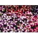 PETUNIA NANA COMPACTA STARS MIXED SEEDS - 250 SEEDS PETUNIA NANA COMPACTA STARS MIXED SEEDS - 250 SEEDS