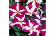 PETUNIA NANA COMPACTA STARS MIXED SEEDS - 250 SEEDS PETUNIA NANA COMPACTA STARS MIXED SEEDS - 250 SEEDS