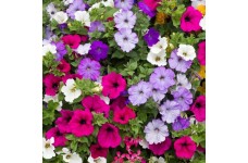 PETUNIA HYBRIDA PENDULA TRAILING BALCONY MIXED SEEDS - 250 SEEDS PETUNIA HYBRIDA PENDULA TRAILING BALCONY MIXED SEEDS - 250 SEEDS
