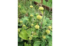 PHLOMIS RUSSELIANA SEEDS - TURKISH SAGE - 25 SEEDS PHLOMIS RUSSELIANA SEEDS - TURKISH SAGE - 25 SEEDS