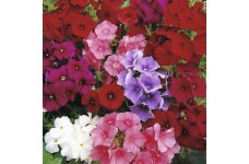 PHLOX DRUMONDII DWARF BEAUTY MIX SEEDS - 100 SEEDS PHLOX DRUMONDII DWARF BEAUTY MIX SEEDS - 100 SEEDS