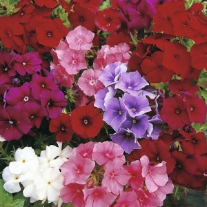 PHLOX DRUMONDII DWARF BEAUTY MIX SEEDS - 100 SEEDS PHLOX DRUMONDII DWARF BEAUTY MIX SEEDS - 100 SEEDS