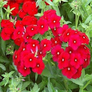 PHLOX SCARLET BEAUTY SEEDS - RED PHLOX ANNUAL SEEDS - 100 SEEDS PHLOX SCARLET BEAUTY SEEDS - RED PHLOX ANNUAL SEEDS - 100 SEEDS