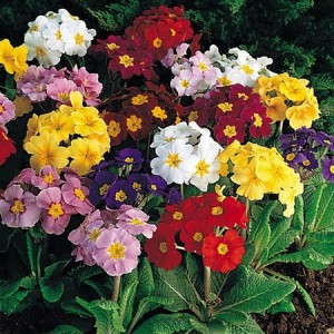 POLYANTHUS CROWN EXHIBITION MIX SEEDS - 50 SEEDS POLYANTHUS CROWN EXHIBITION MIX SEEDS - 50 SEEDS