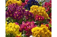 POLYANTHUS PRIMULA VERIS ELATIOR MIX SEEDS - 50 SEEDS POLYANTHUS PRIMULA VERIS ELATIOR MIX SEEDS - 50 SEEDS