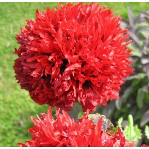 PAPAVER POPPY SOMNIFERUM SCARLET RED PEONY SEEDS - 250 SEEDS PAPAVER POPPY SOMNIFERUM SCARLET RED PEONY SEEDS - 250 SEEDS