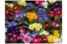 PRIMROSE CROWN MIX SEEDS - MIXED COLOUR FLOWERS - 50 SEEDS PRIMROSE CROWN MIX SEEDS - MIXED COLOUR FLOWERS - 50 SEEDS