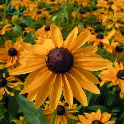 RUDBECKIA HIRTA MARMALADE SEEDS BLACK EYED SUSAN 250 SEEDS