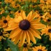 RUDBECKIA HIRTA MARMALADE SEEDS - BLACK EYED SUSAN - 250 SEEDS RUDBECKIA HIRTA MARMALADE SEEDS - BLACK EYED SUSAN - 250 SEEDS