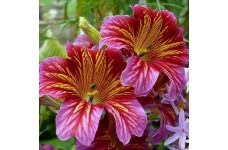 SALPIGLOSSIS SINUATA SUPERBISSIMA MIX - PAINTED TONGUE - 250 SEEDS SALPIGLOSSIS SINUATA SUPERBISSIMA MIX - PAINTED TONGUE - 250 SEEDS