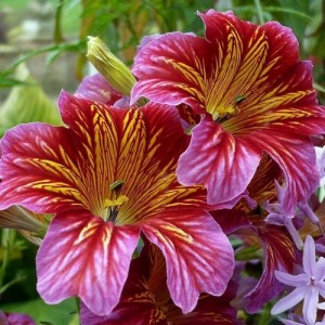 SALPIGLOSSIS SINUATA SUPERBISSIMA MIX - PAINTED TONGUE - 250 SEEDS SALPIGLOSSIS SINUATA SUPERBISSIMA MIX - PAINTED TONGUE - 250 SEEDS