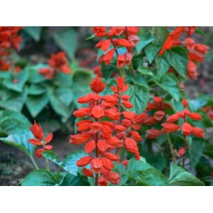 SALVIA COCCINEA SCARLET RED / BLOOD RED SAGE SEEDS - RED FLOWERS - 100 SEEDS SALVIA COCCINEA SCARLET RED / BLOOD RED SAGE SEEDS - RED FLOWERS - 100 SEEDS