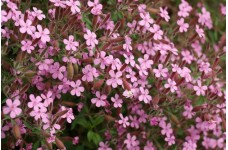 SAPONARIA OCYMOIDES SEEDS - ROCK SOAPWORT - TUMBLING TED - 100 SEEDS SAPONARIA OCYMOIDES SEEDS - ROCK SOAPWORT - TUMBLING TED - 100 SEEDS