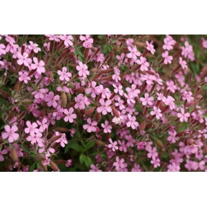 SAPONARIA OCYMOIDES SEEDS - ROCK SOAPWORT - TUMBLING TED - 100 SEEDS SAPONARIA OCYMOIDES SEEDS - ROCK SOAPWORT - TUMBLING TED - 100 SEEDS