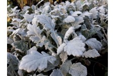 SENECIO CINERARIA SILVER DUST SEEDS - SILVERY WHITE FOLIAGE - 100 SEEDS SENECIO CINERARIA SILVER DUST SEEDS - SILVERY WHITE FOLIAGE - 100 SEEDS