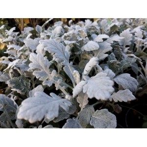 SENECIO CINERARIA SILVER DUST SEEDS - SILVERY WHITE FOLIAGE - 100 SEEDS SENECIO CINERARIA SILVER DUST SEEDS - SILVERY WHITE FOLIAGE - 100 SEEDS