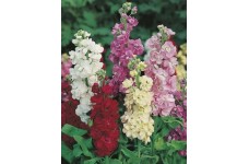 STOCK - LARGE FLOWERED TEN WEEK BEDDING STOCK SEEDS - 100 SEEDS STOCK - LARGE FLOWERED TEN WEEK BEDDING STOCK SEEDS - 100 SEEDS