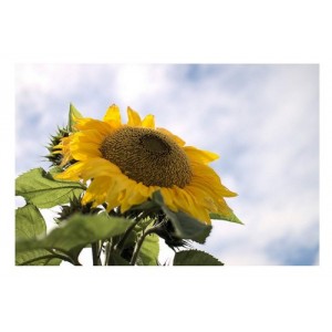 SUNFLOWER - GIANT TITAN SUNFLOWER - HELIANTHUS ANNUUS - 20 SEEDS SUNFLOWER - GIANT TITAN SUNFLOWER - HELIANTHUS ANNUUS - 20 SEEDS