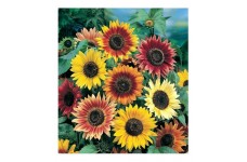 SUNFLOWER - AUTUMN BEAUTY - MIXED COLOUR - HELIANTHUS ANNUUS - 20 SEEDS SUNFLOWER - AUTUMN BEAUTY - MIXED COLOUR - HELIANTHUS ANNUUS - 20 SEEDS