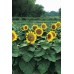 SUNFLOWER - DWARF SUNSPOT - HELIANTHUS ANNUUS - 20 SEEDS SUNFLOWER - DWARF SUNSPOT - HELIANTHUS ANNUUS - 20 SEEDS