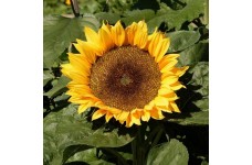 SUNFLOWER - DWARF SUNSPOT - HELIANTHUS ANNUUS - 20 SEEDS SUNFLOWER - DWARF SUNSPOT - HELIANTHUS ANNUUS - 20 SEEDS