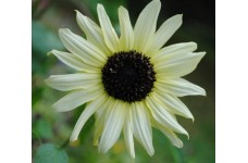 SUNFLOWER - ITALIAN WHITE - CREAMY WHITE - HELIANTHUS ANNUUS - 20 SEEDS SUNFLOWER - ITALIAN WHITE - CREAMY WHITE - HELIANTHUS ANNUUS - 20 SEEDS