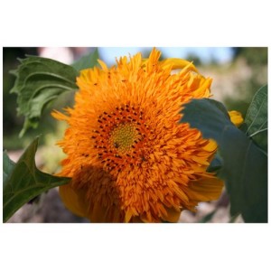 SUNFLOWER - ORANGE SUN DOUBLE - HELIANTHUS ANNUUS - 20 SEEDS SUNFLOWER - ORANGE SUN DOUBLE - HELIANTHUS ANNUUS - 20 SEEDS