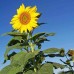 SUNFLOWER GIANT SKYSCRAPER - HELIANTHUS ANNUUS - 20 SEEDS SUNFLOWER GIANT SKYSCRAPER - HELIANTHUS ANNUUS - 20 SEEDS