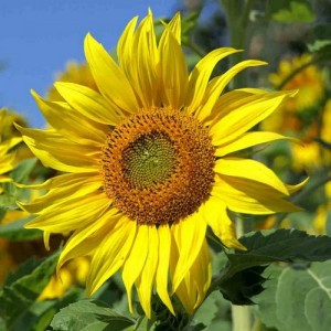 SUNFLOWER GIANT SKYSCRAPER - HELIANTHUS ANNUUS - 20 SEEDS SUNFLOWER GIANT SKYSCRAPER - HELIANTHUS ANNUUS - 20 SEEDS