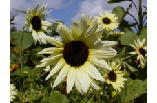 SUNFLOWER - VANILLA ICE - HELIANTHUS ANNUUS - YELLOW & CREAM - 20 SEEDS SUNFLOWER - VANILLA ICE - HELIANTHUS ANNUUS - YELLOW & CREAM - 20 SEEDS