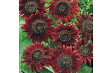 SUNFLOWER VELVET QUEEN SEEDS - DARK RED HELIANTHUS ANNUUS - 20 SEEDS SUNFLOWER VELVET QUEEN SEEDS - DARK RED HELIANTHUS ANNUUS - 20 SEEDS