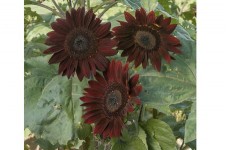 SUNFLOWER CHOCOLAT / CHOCOLATE - HELIANTHUS ANNUUS - 20 SEEDS SUNFLOWER CHOCOLAT / CHOCOLATE - HELIANTHUS ANNUUS - 20 SEEDS